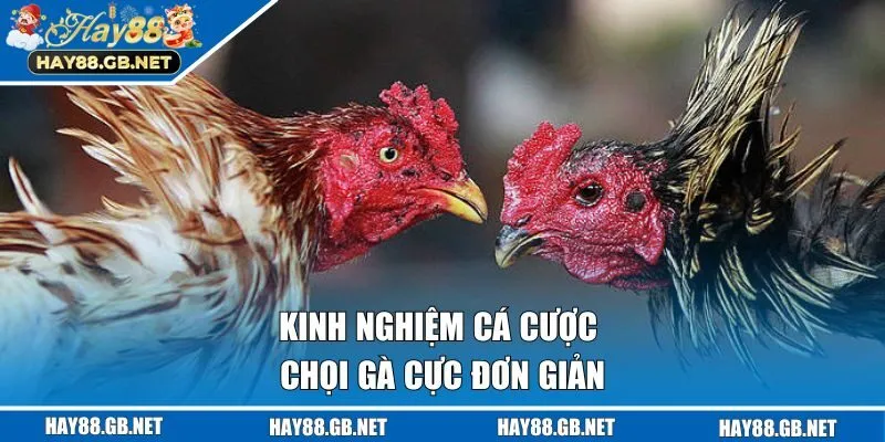 Kinh nghiệm cá cược chọi gà cực đơn giản